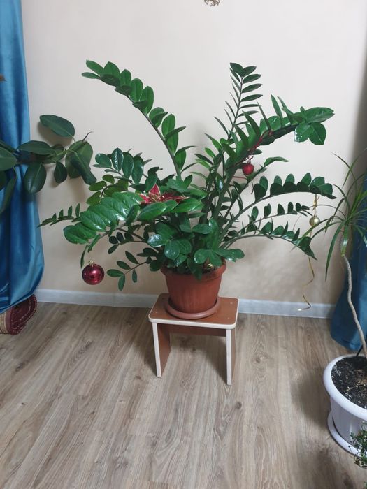 Продам цветы домашние