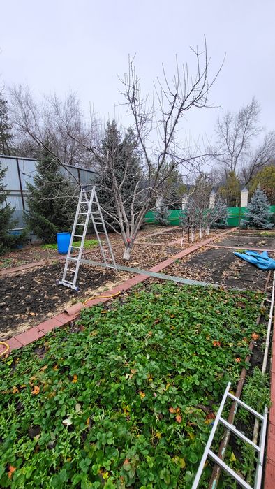 Плодовая обрезка