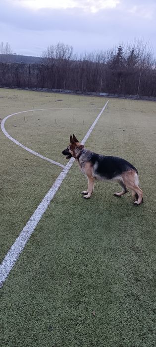 Женска немска овчарка