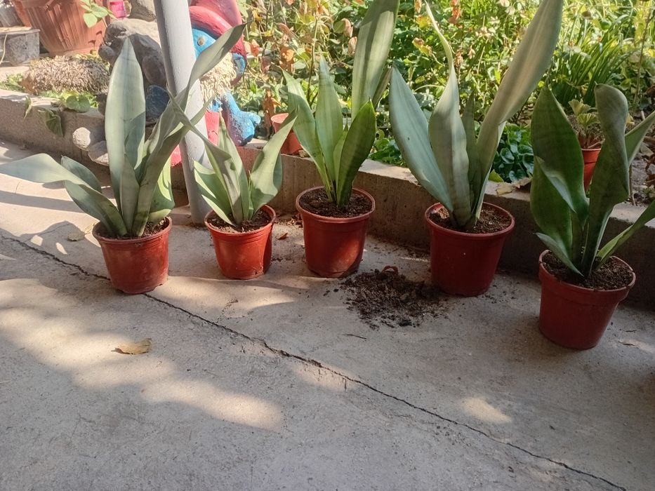 Продаются сансевьерия