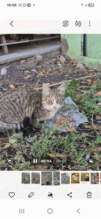 Отдам кошечку три месяца