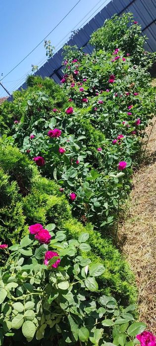 Floare de trandafir din soiul Damasc cu floarea mare - pt dulceata etc
