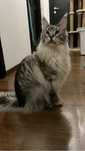 Donez motan Main Coon
