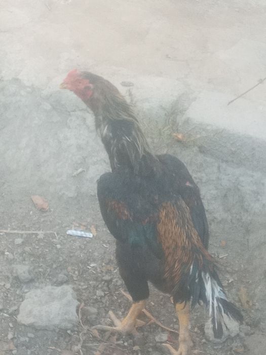 Tozzasini so'raganlarga tozza zo'r