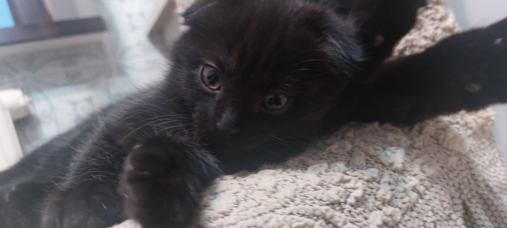 Котик  норвежская лесная и веслоухая