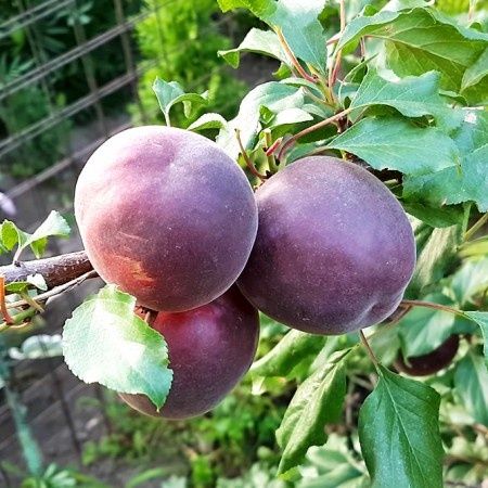 Pomi fructiferi deosebiti Cais soiul Printul negru