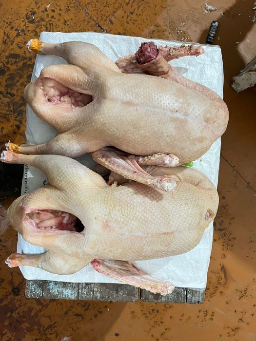 Продам гусей  цена за кг 2800