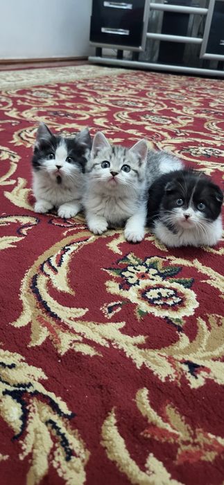 Мушук болачалари