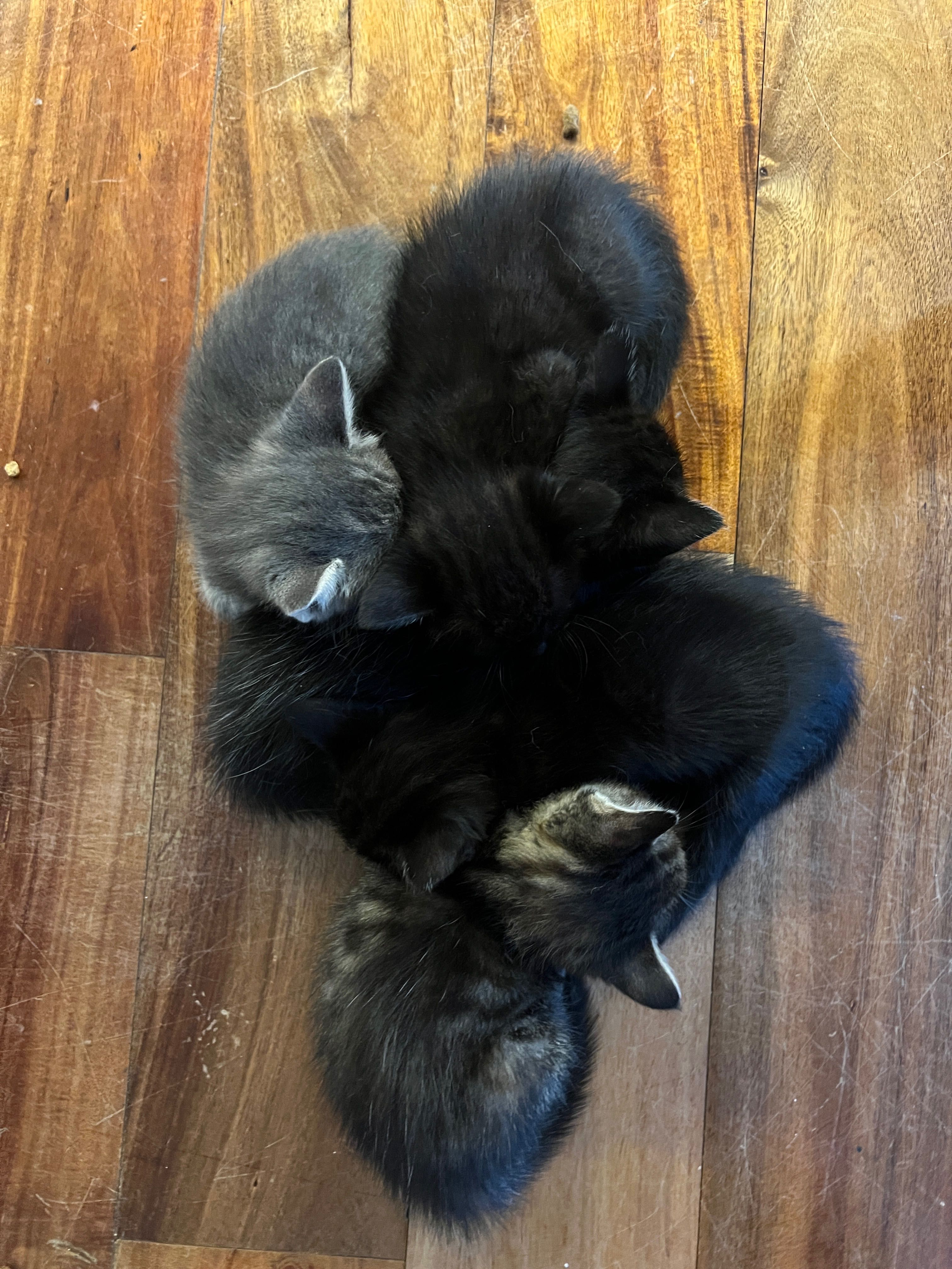 Подярявам малки котенца