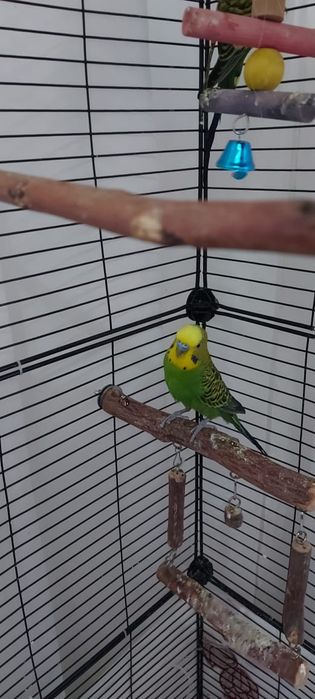 Продам попугая мальчик