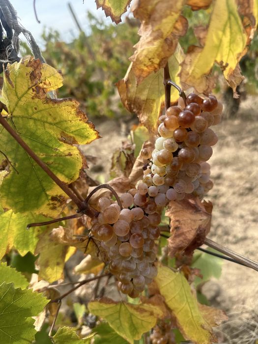 Struguri de vin productie 2025!!