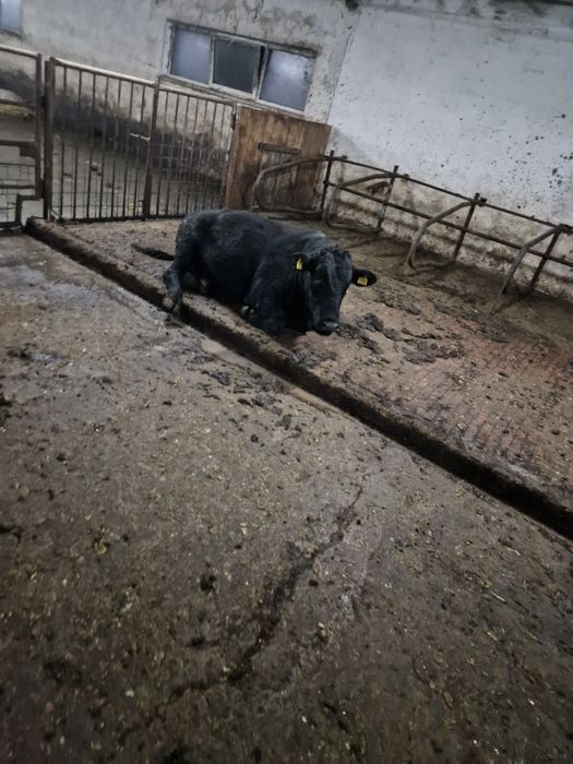 Vind viței pentru abator