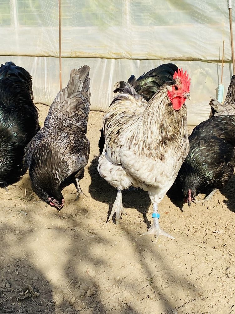 Oua Gaini Australorp