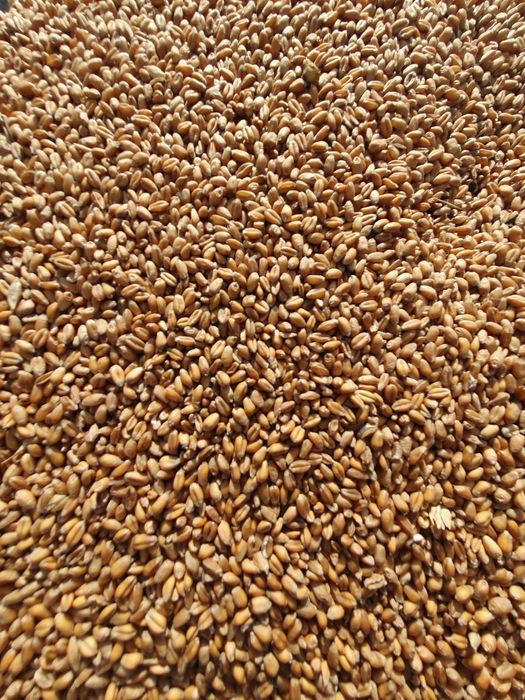 Porumb boabe și grâu