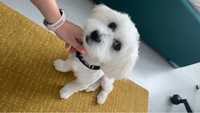 Vand Bichon Maltez Mini Toy