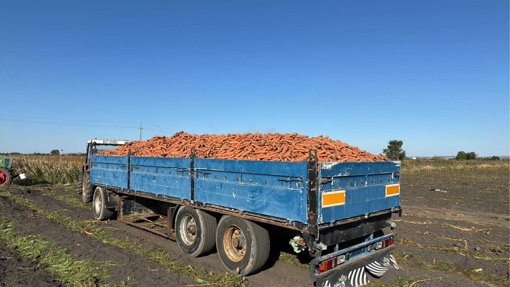 Morcov Disponibil Cantitati Mari