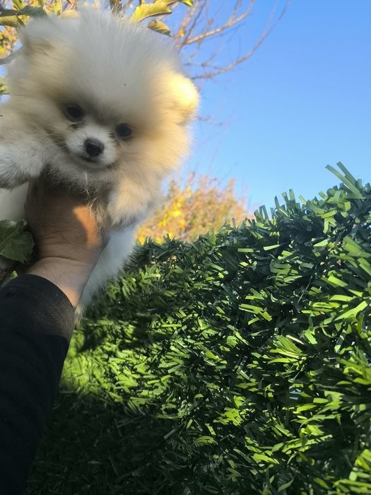 Мъжки померанчета