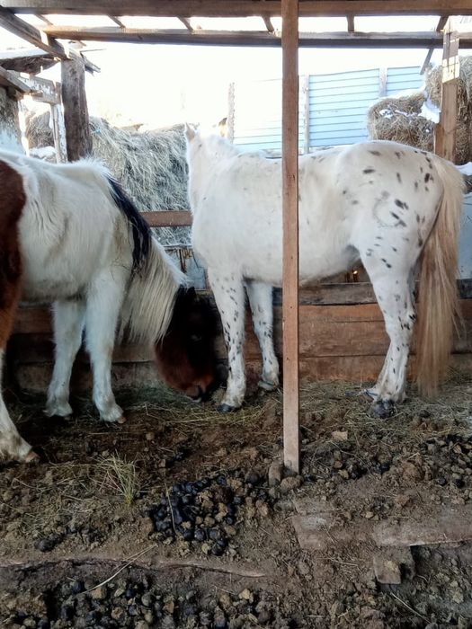 Продается жеребец 6 лет