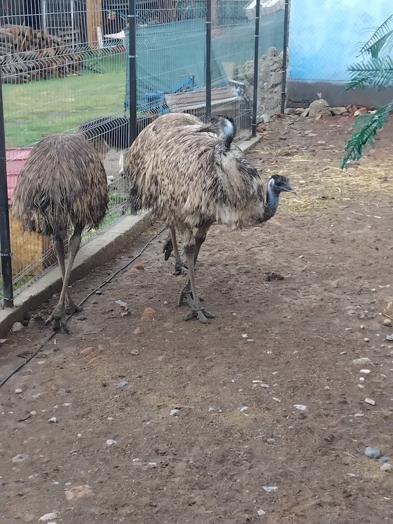 Struți EMU la prima productie