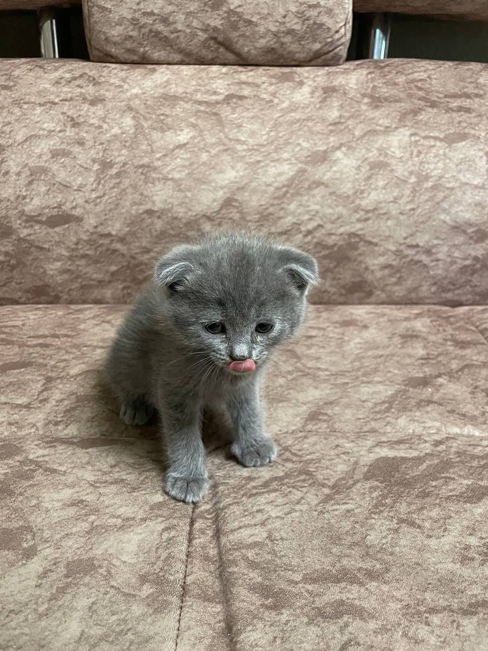 Котята фоод и страйт
