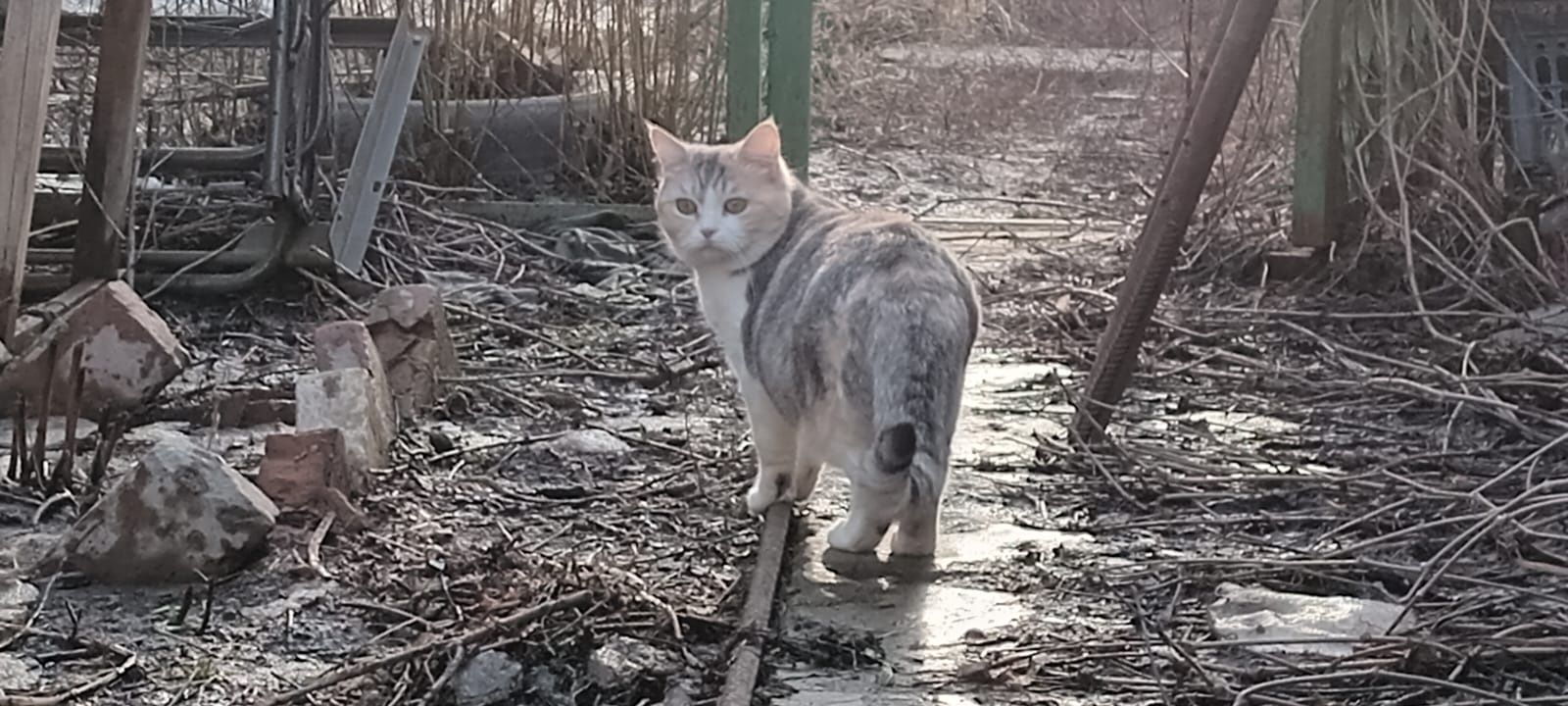 Отдам в хорошие руки взрослых стерилизованных кошечек в частный дом.