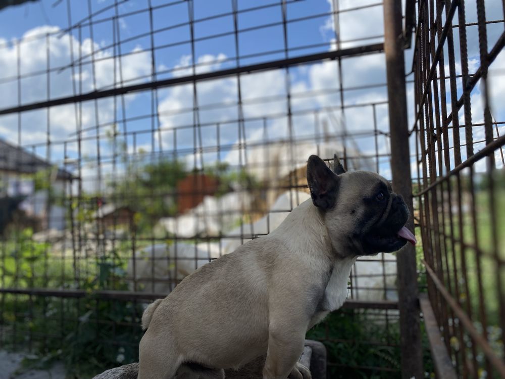 Vând Bulldog Francez