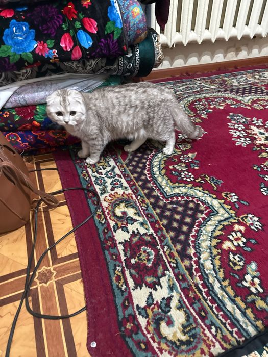 Продаётся кот скотишфолд 6 месяц очен любить играт приучена к лотку сп