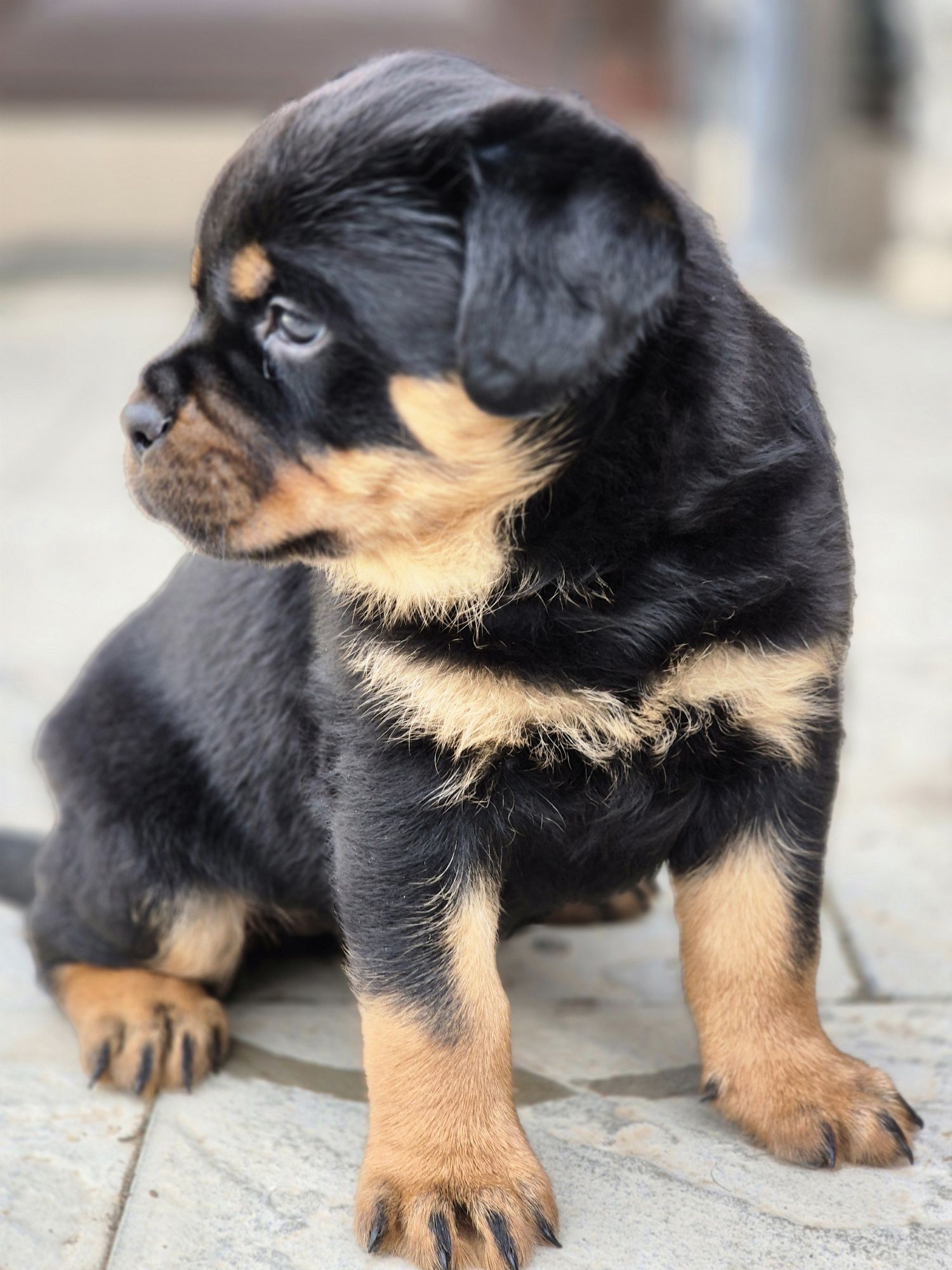 Pui rottweiler cu pedigree