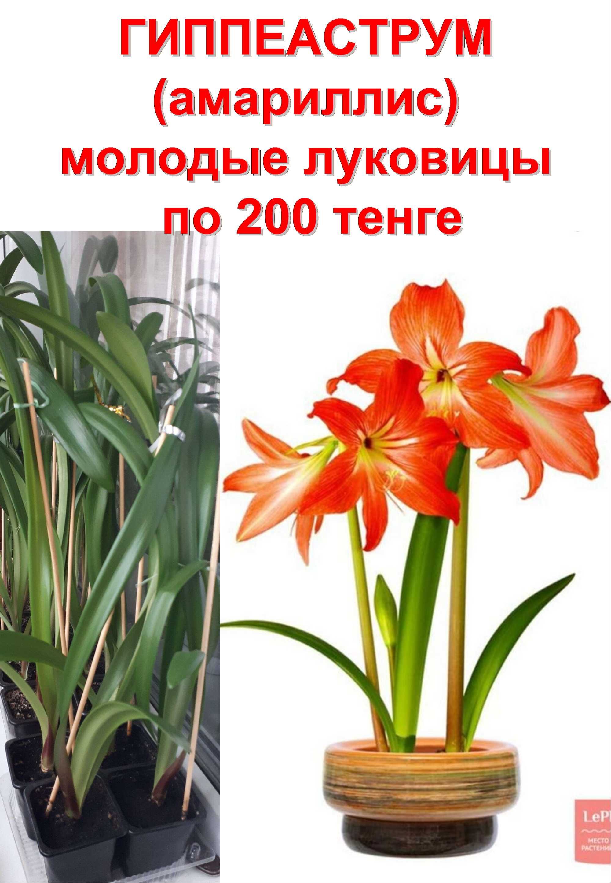 комнатные растения разные
