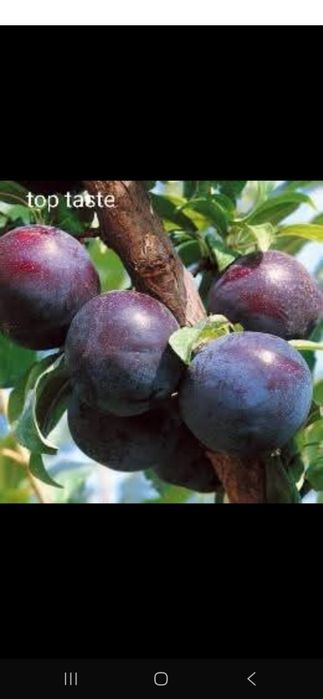 Nuci chandler Cires.Prun.Alun.Paulownia.Tei.Mesteacan.Stejar.Castan.