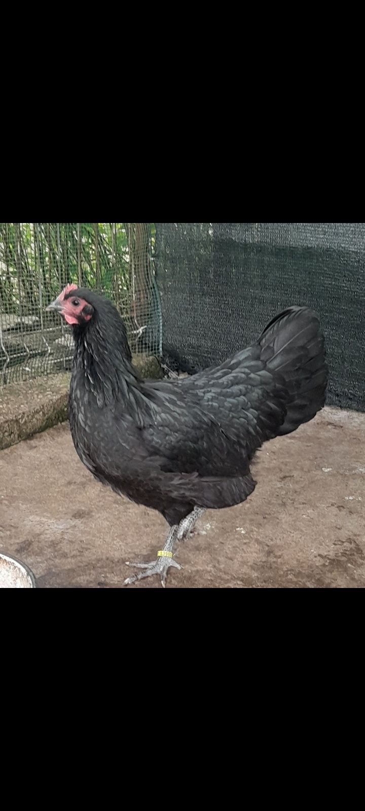 Vând puicute din rasa de gaini Australorp Negru