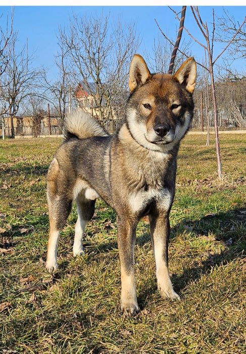 Mascul rasa japoneza