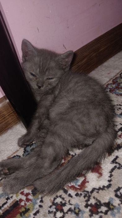 3 ta qoldi Otasi eli 2 ta óğil bola mushuchala  qoldi.sikatish strat..