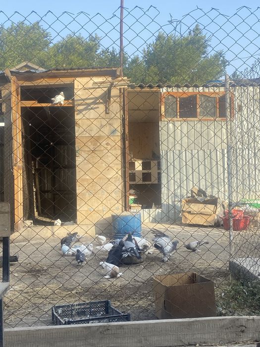 Кептер сатылады 1000 тенгеден бастап 10000 мынга дин