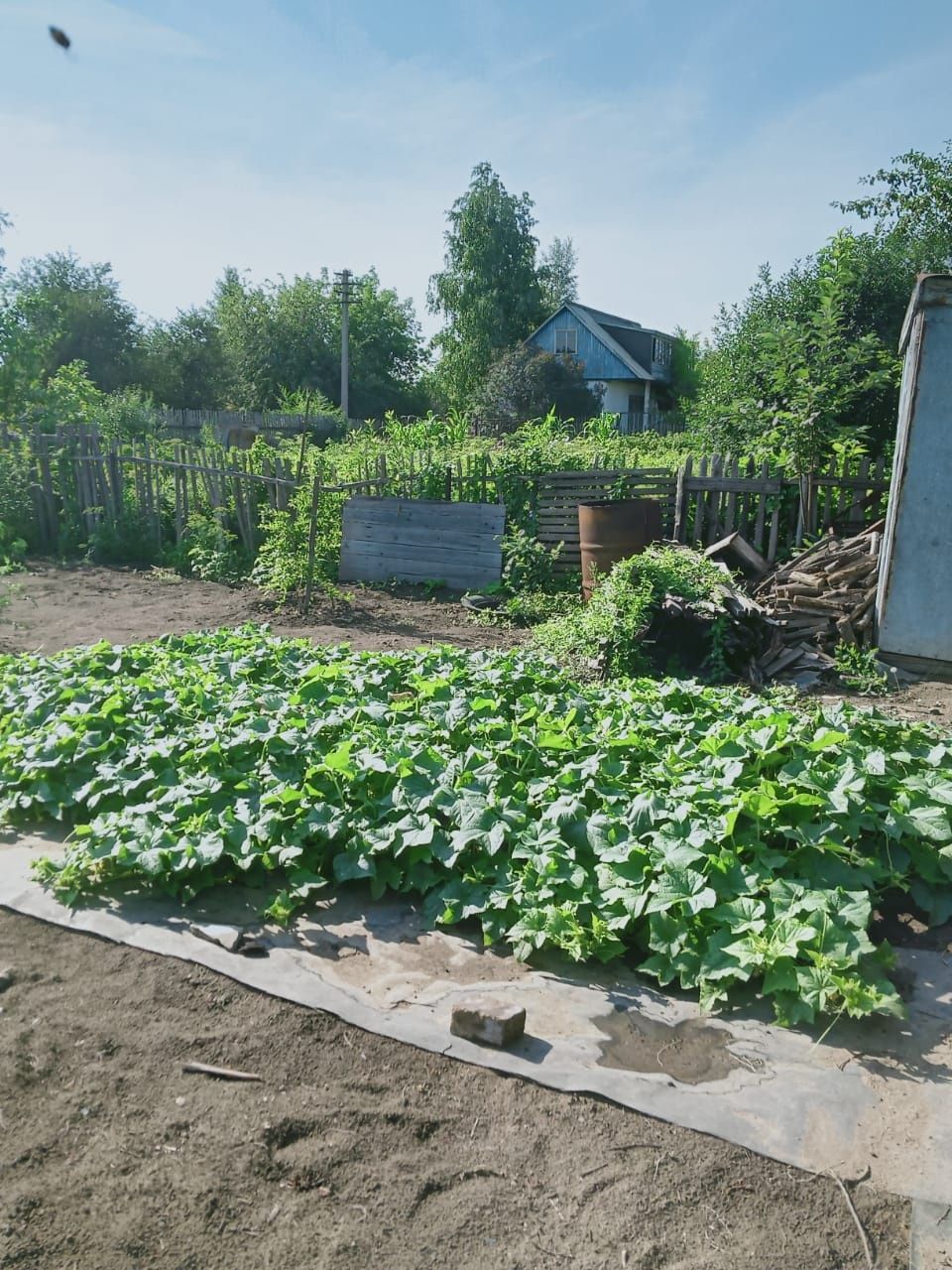 Продам дачу в садоводчестве Надежда