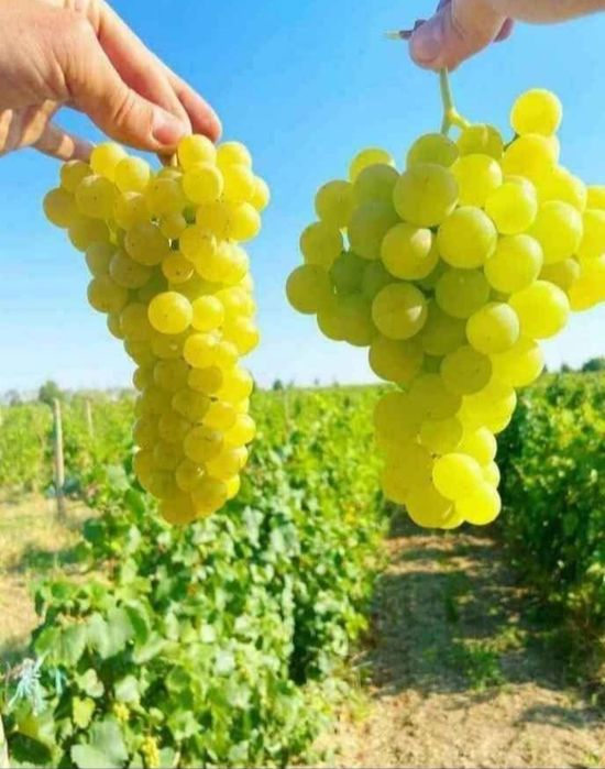 Struguri de vin Urziceni