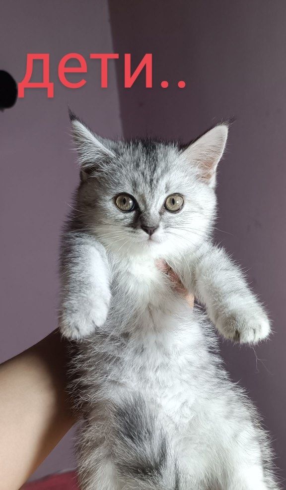 Продается кошка мама