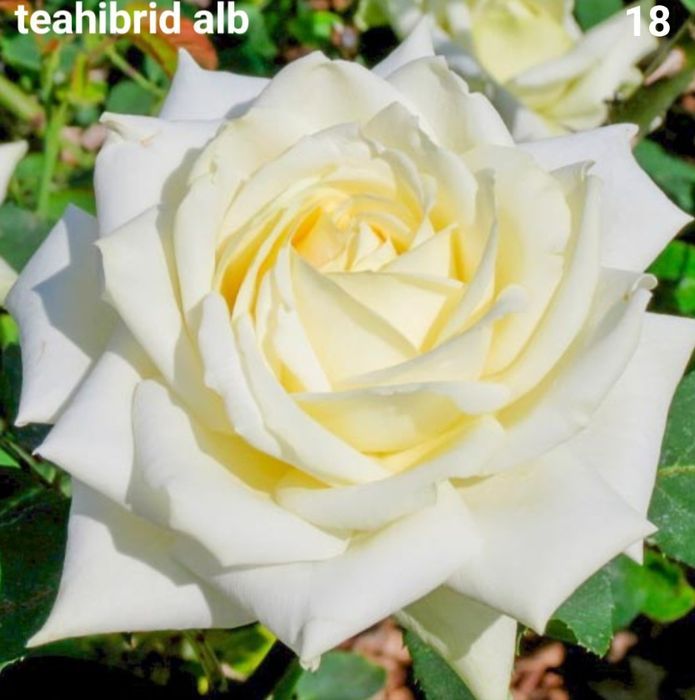 Butasi trandafiri urcatori/tufe