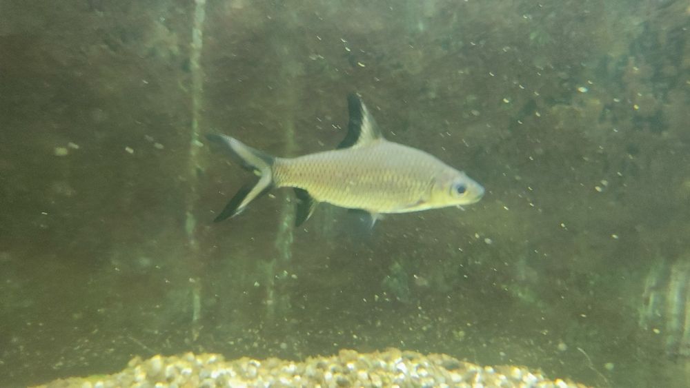 Декоративни рибки - възможен и бартер за растения - Само за гр.ВИДИН!!