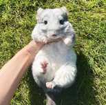 Pui șinșila cincila chinchilla chinchila cadou