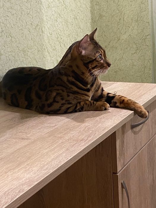 Бенгальский кот вязка
