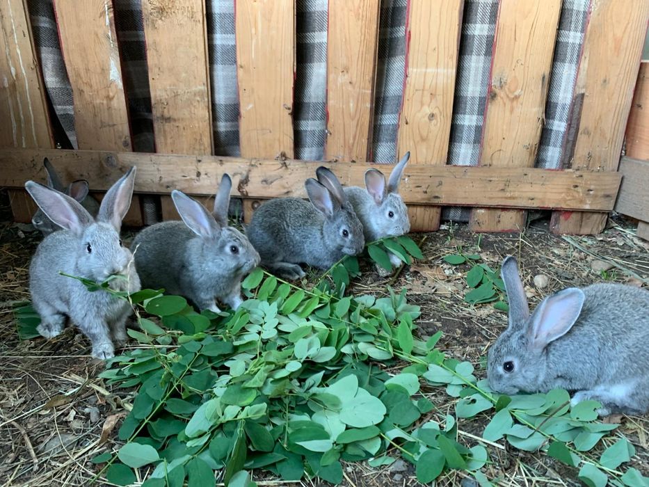 Iepuri Hycol francez