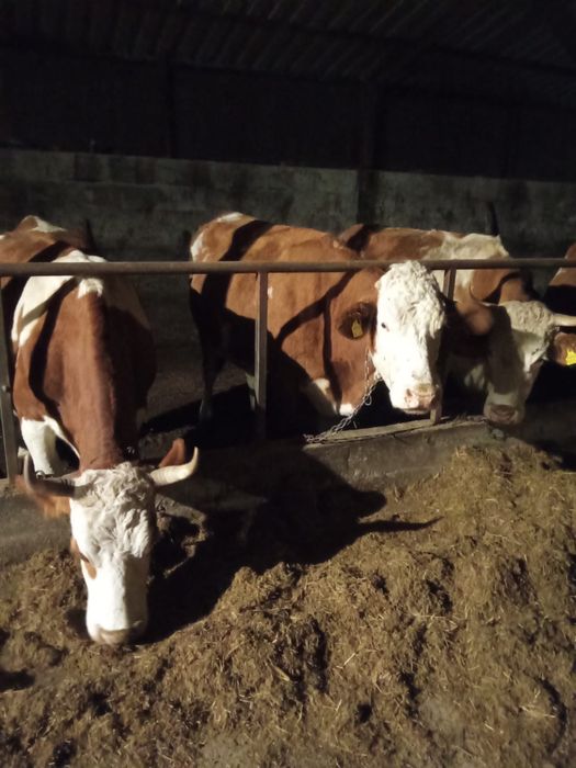 Vand 9  Vaci gestante