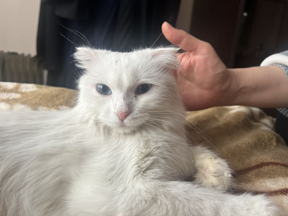 Кошка Турецкая ангора