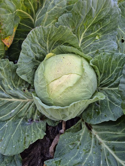 Vând varză de Buzău