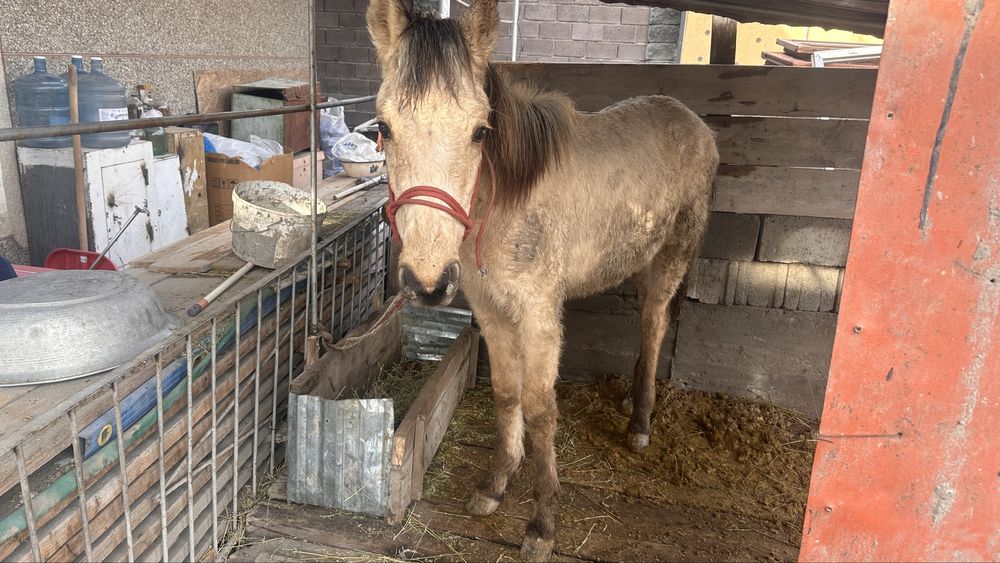 Тай сатылады 9 айлық