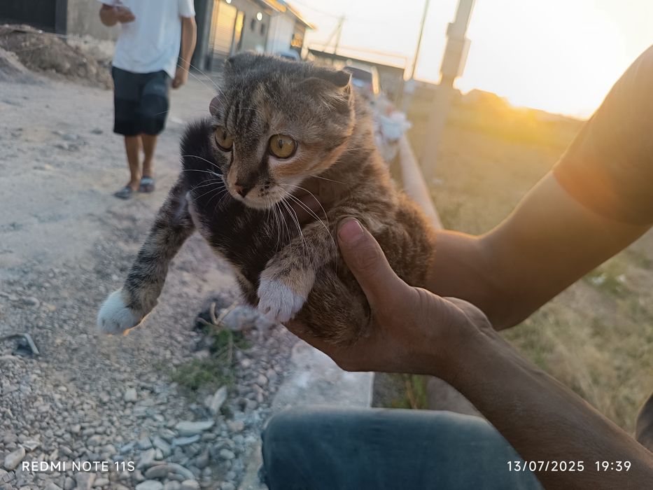 Mushuk. Ajoyib mushuk