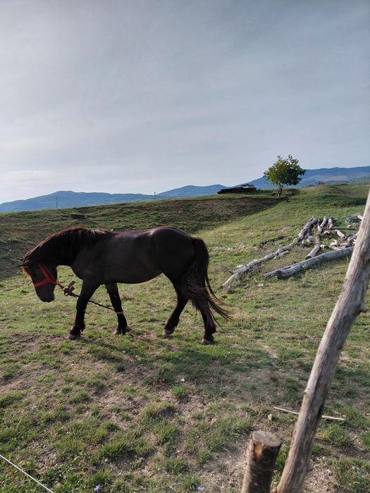 Vând  sau schimb cu oi mânz de doi ani jumate