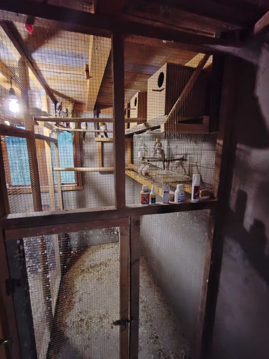 Agapornis disponibil