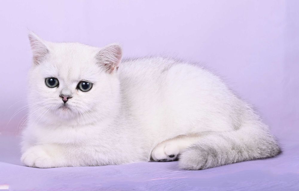 Pisicuță British Shorthair Silver Chinchilla  cu pedigree